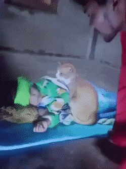 Cat touches child