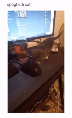 Cat spaghetti