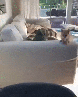 kitten jumps fail