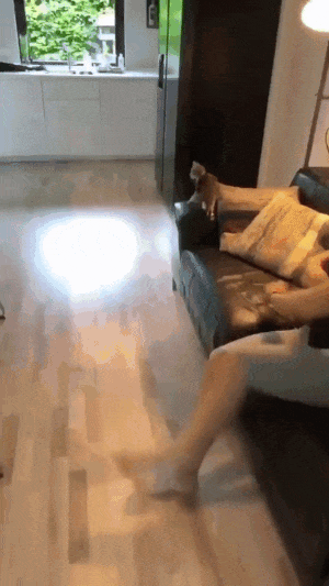 Cat jumps on chair