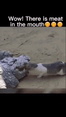 Cat god compilation