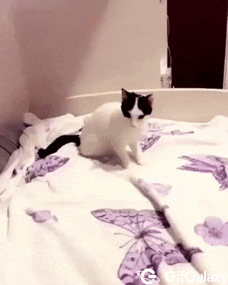Cat plays shot cat