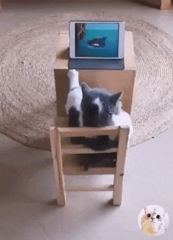 Cat watches Tom and Jerry