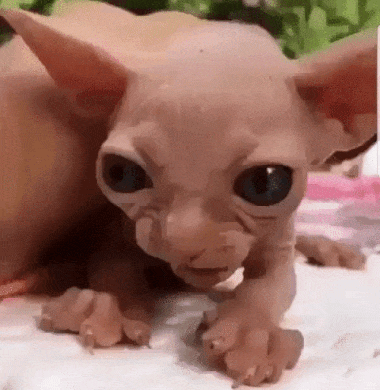 Cat gremlin