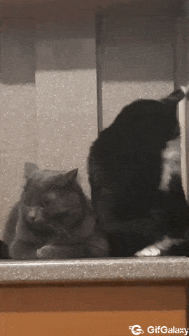 Cat bites and yawns