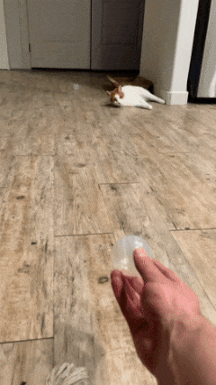 Cat catches ball