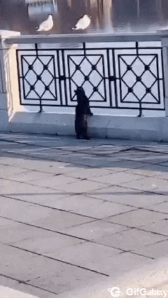 Cat and seagull