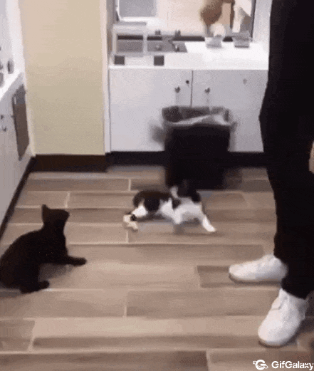 Cat and trash can