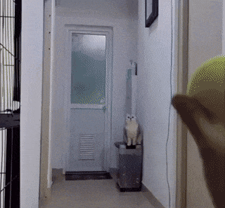 Cat and ball