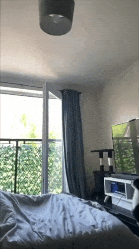 Cat and chandelier