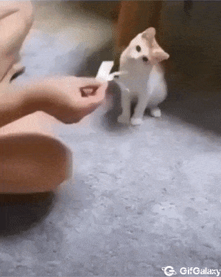 Cat and magician