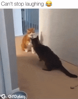 Cat and knockout