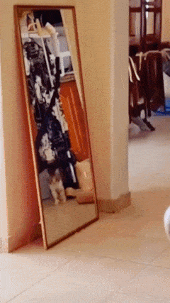 Cat and mirror