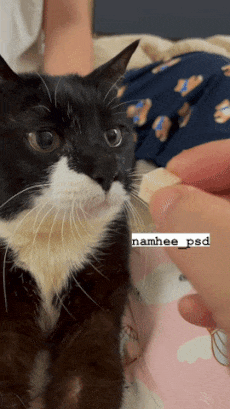 Cat robot
