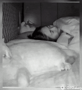 Cat as a pillow