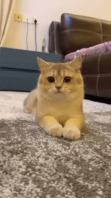 Cat like a dog