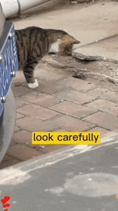 Cat is chasing mouse