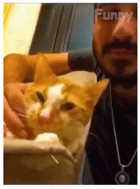 Cat dont like kisses