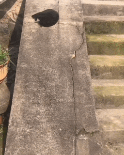 Cat on wall