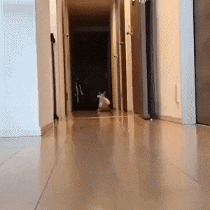 Cat carries teddy bear