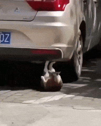 Cat does sit ups