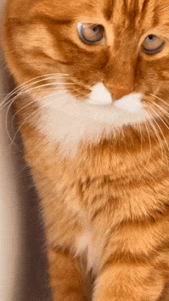 Cat with mischievous eyes