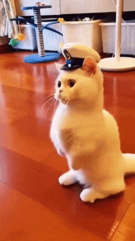 Cat with cap