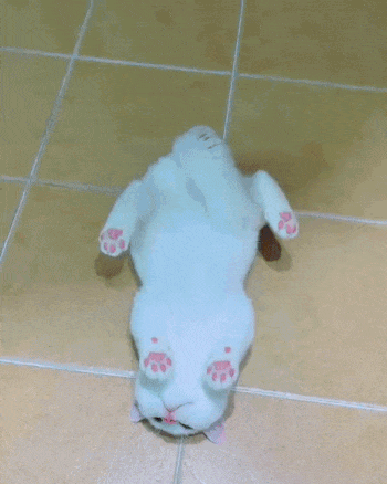 Cat with pink nose