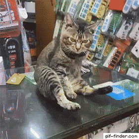 Cat licks