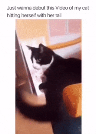 Tail hit cat