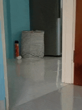 Cat turns slow motion