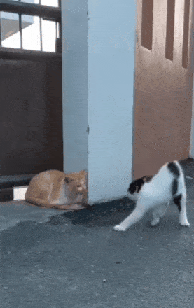 Cat super hero