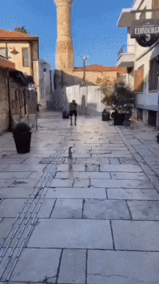 Cat runs into hug