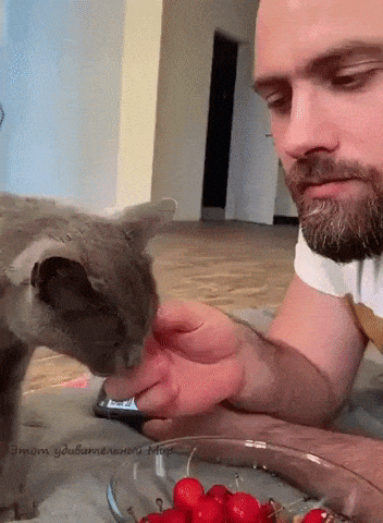 Cat tears off cherry stalks