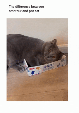 Cat in a box