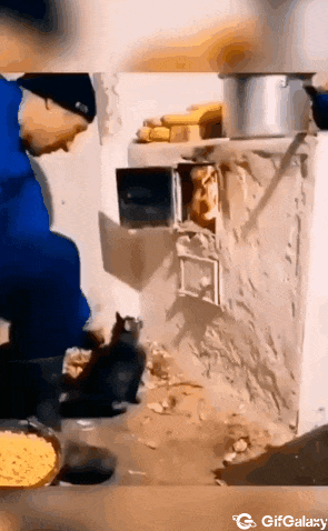 Crazy cat and fire