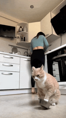 Cat wants food and plate