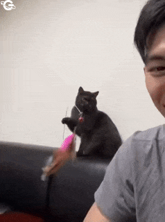 Cat makes fun of guy with the player
