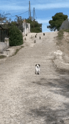 Cats gangsters
