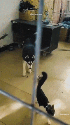 Cats and dogs compilation