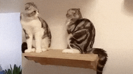 Cats on shelf