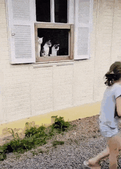 Cats are watching ball