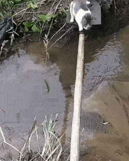 Cats cross water