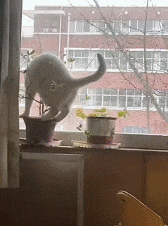 Cat wreckers compilation 2