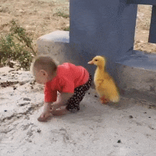 Monkey and duck