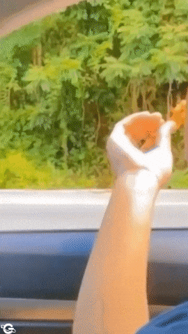 Monkey and reaction when he gets food