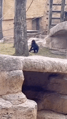 Monkey hits its head on tree