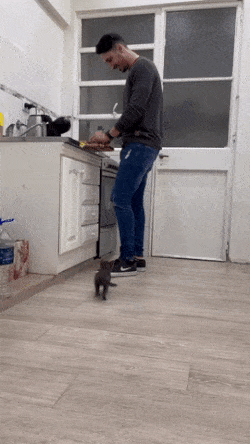 Little cat climbs up leg