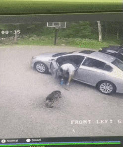 Guy throws stick at dog