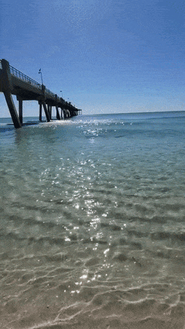 Sea Polig on wave